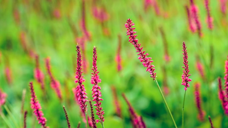 Smartweed long purple wildflower