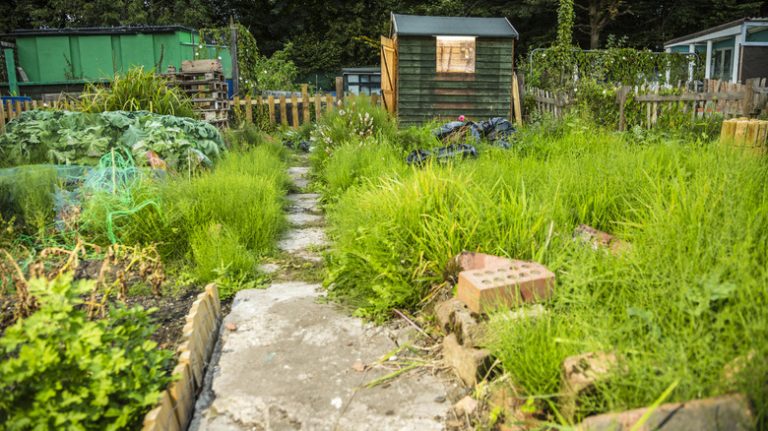 Overgrown vegetable garden