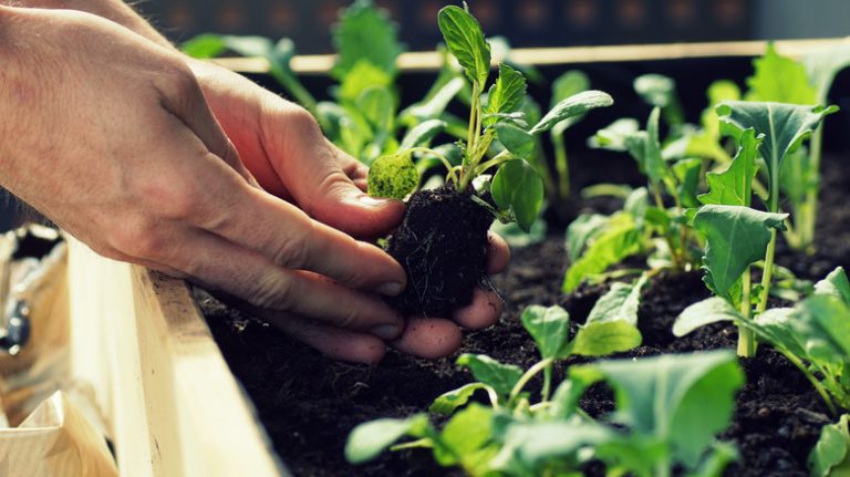 hands planting spinach raised bed