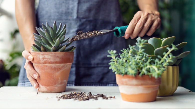 Create a Budget-Friendly DIY Garden Display with Wood Pallets - Global ...