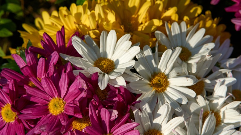 Brightly colored flowers