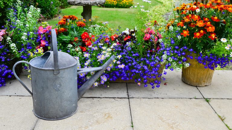 Old watering can near flowers