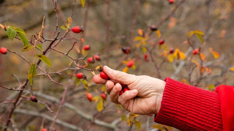 person picking rose hips