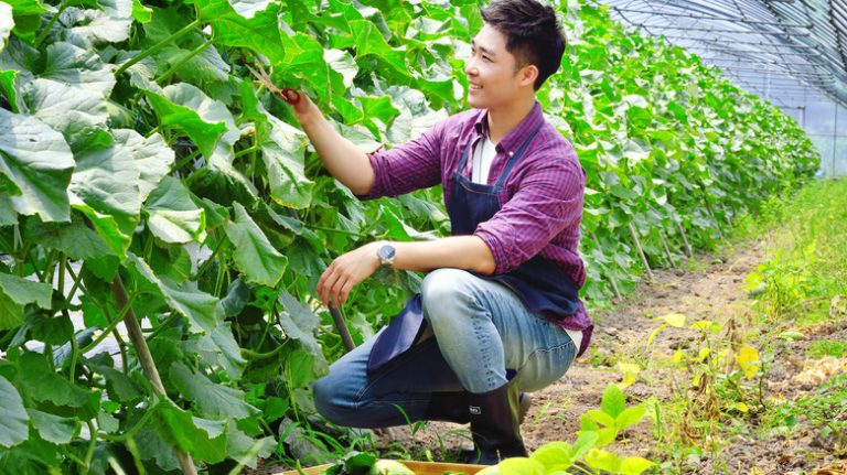 Farmer examines vertical crop