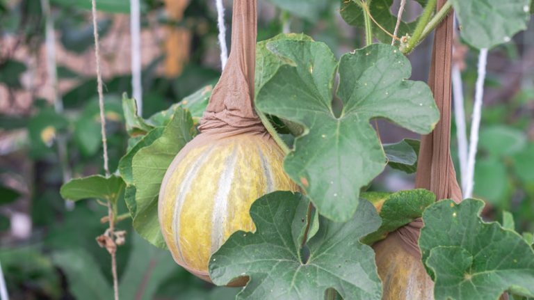 melon growing in pantyhose