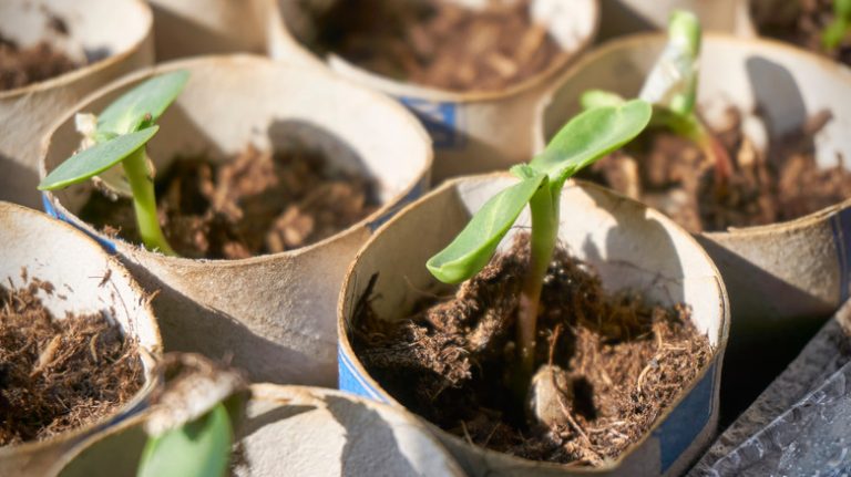 plants toilet paper rolls