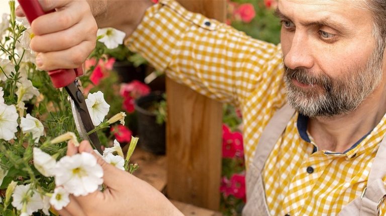 Gardener pruning backyard petunias