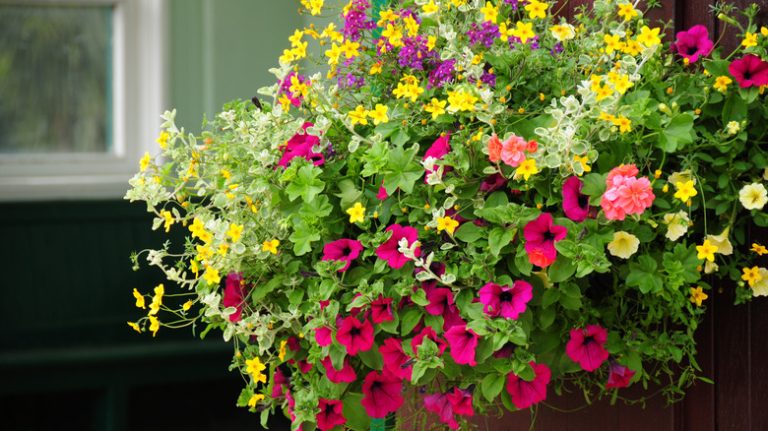 Colorful flowering plant