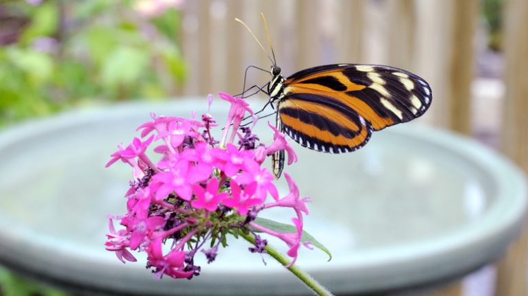 Butterfly on pink flower in garden