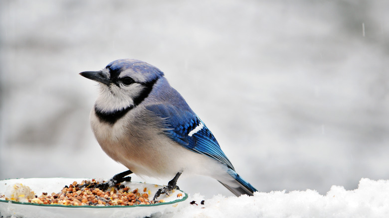 bird and birdseed