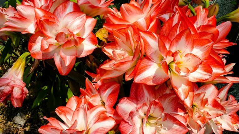 Cluster of red amaryllis flowers