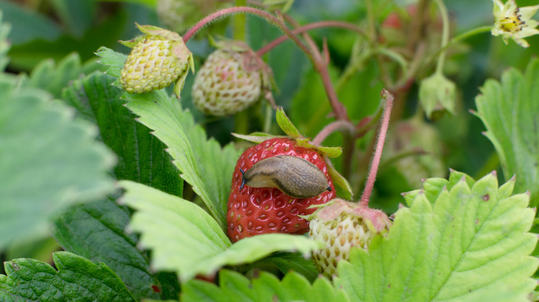 slug on a strawberry