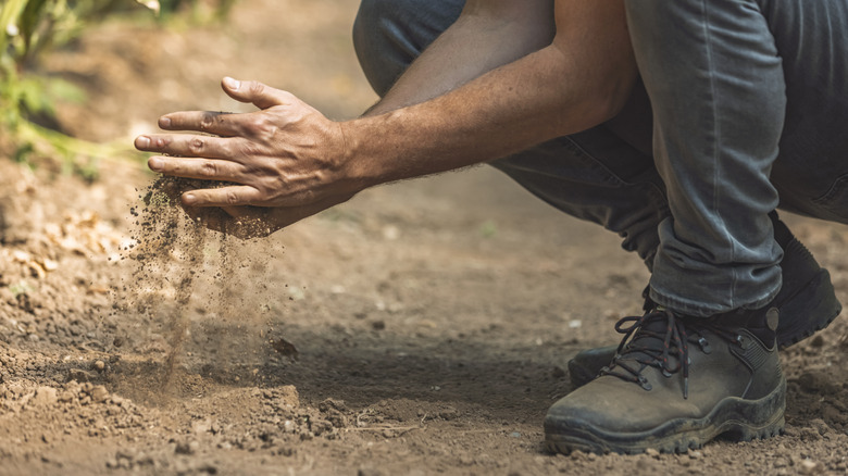 person checking soil quality