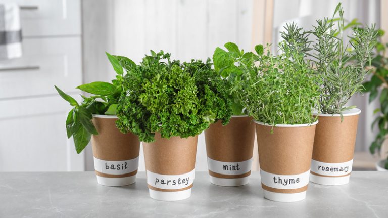 indoor herb garden