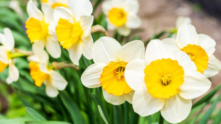 Daffodil blooms up close