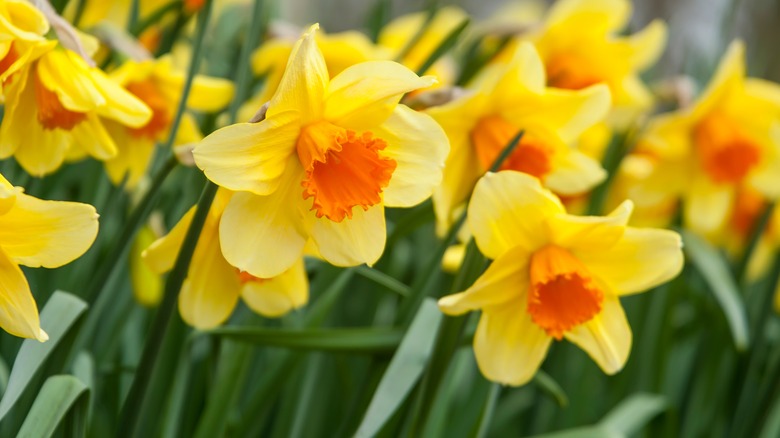 daffodils