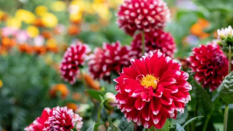 red dahlias in bloom