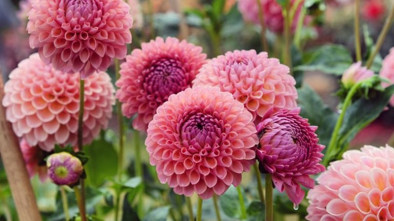 dahlias in garden