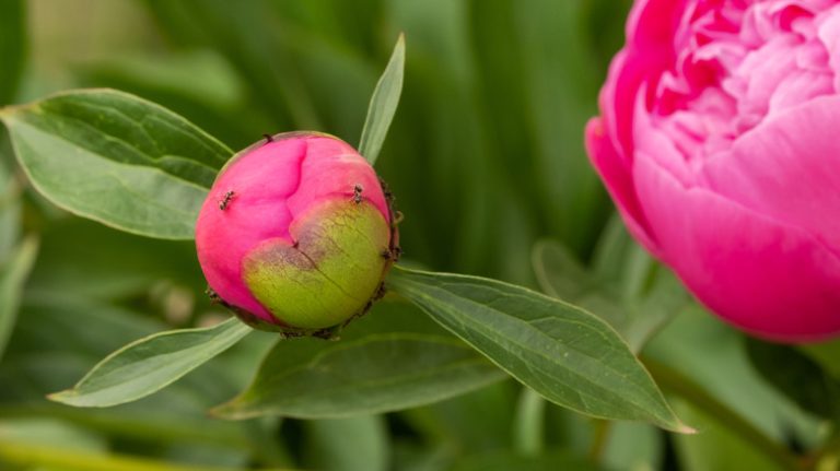 Ants on pink peonies