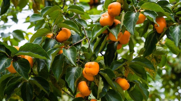 persimmon tree with fruit