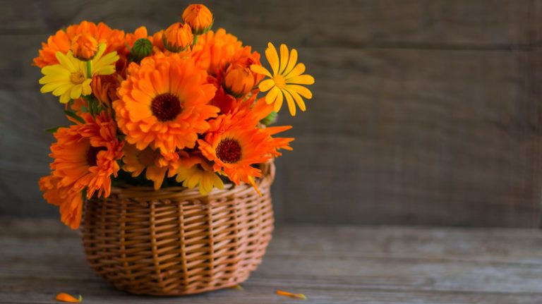 Marigold flowers