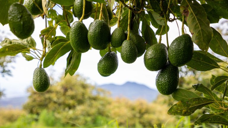 Avocado tree