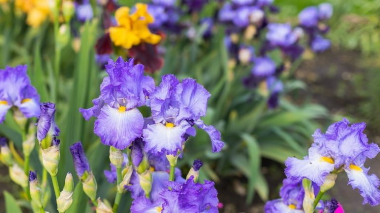 Purple irises