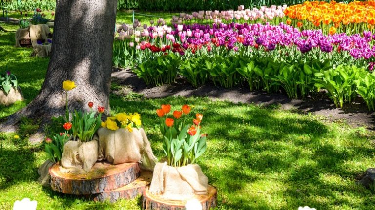 tulips in a garden