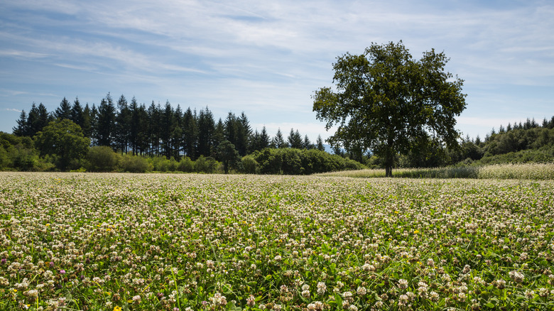 field of white clover