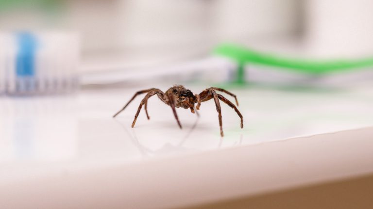 spider sitting in bathroom