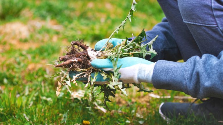 Person pulling weeds from lawn