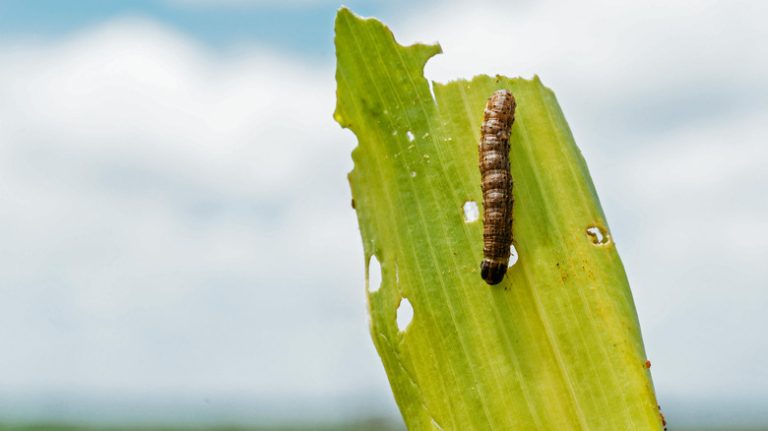 Armyworm on grass blade