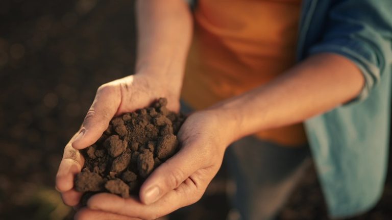 Hands hold clump of dirt