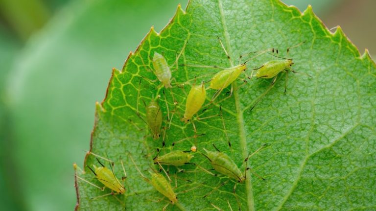 Green aphids under leaf