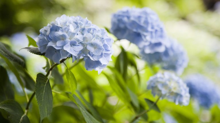 Hydrangeas in garden