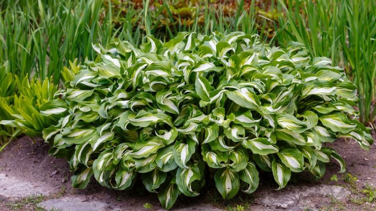 Hosta leaves in garden