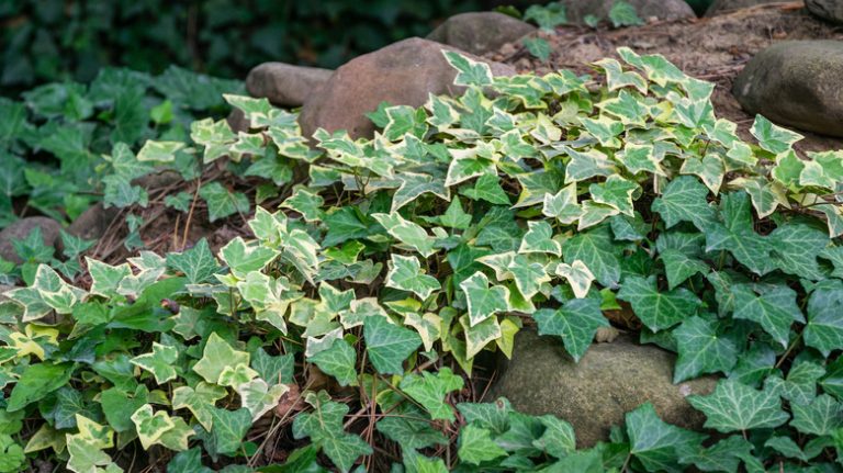 english ivy on rocks