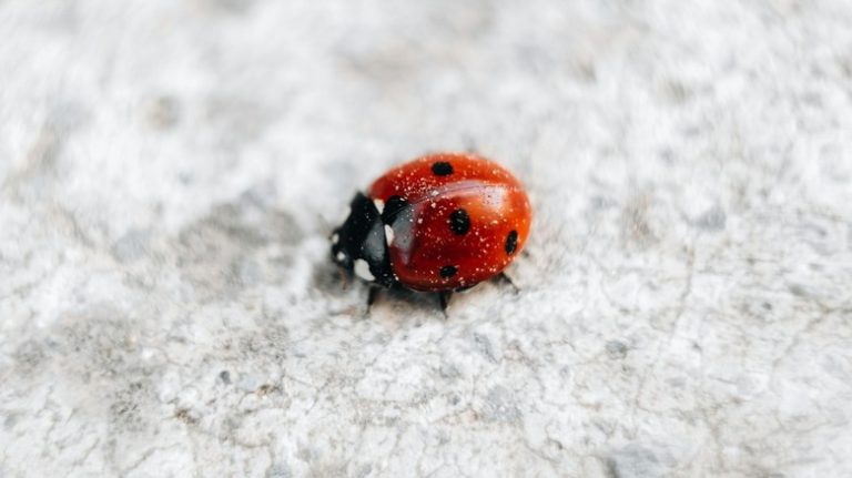 Ladybug on marble countertop