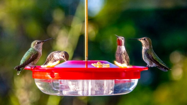 hummingbird feeder