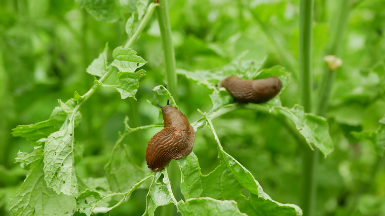 Slugs eating leaves