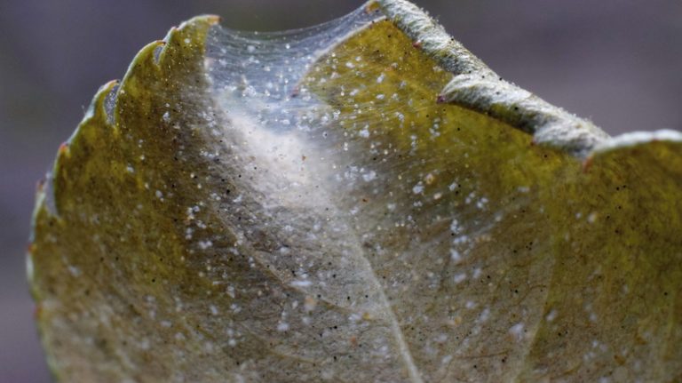 spider mite infestation on plant