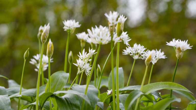 wild garlic plant