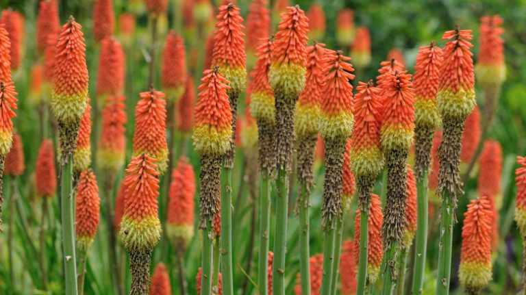 Red hot pokers