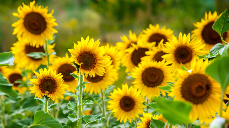 sunflowers in field