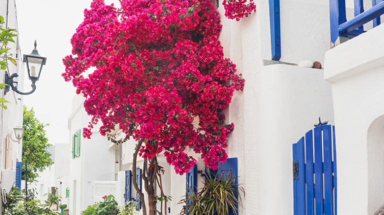 Bougainvillea growing on building