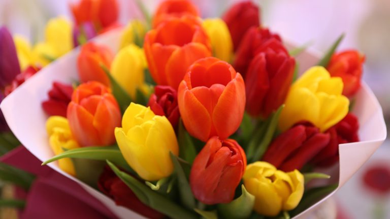 Bouquet of tulips