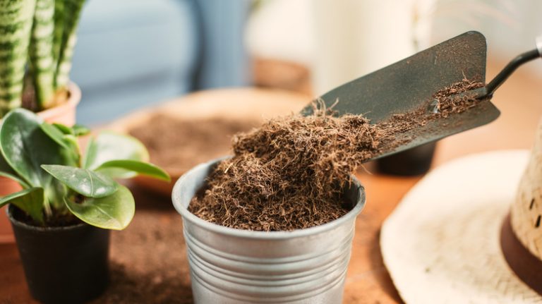 Coconut fiber growing medium