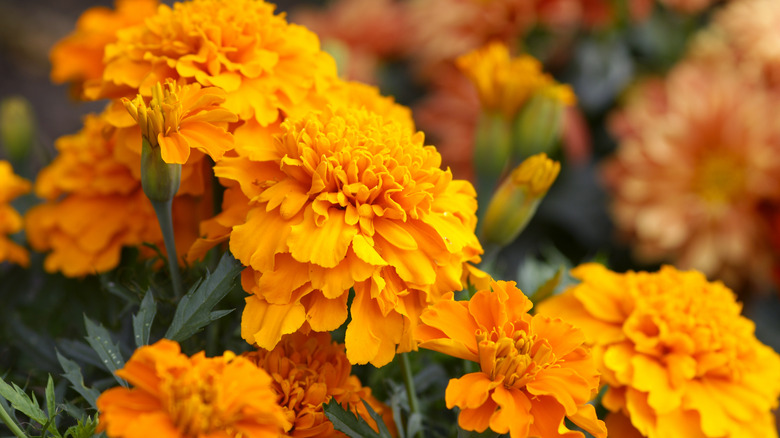 Beautiful marigold flowers