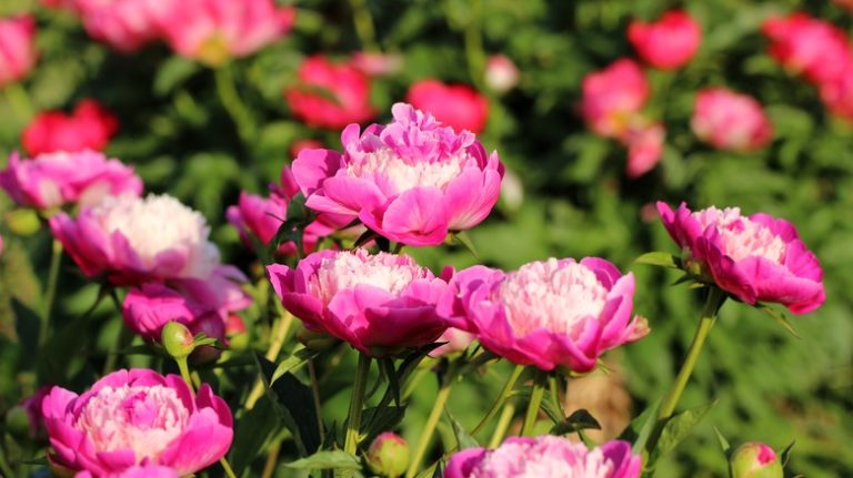 pink peony flowers