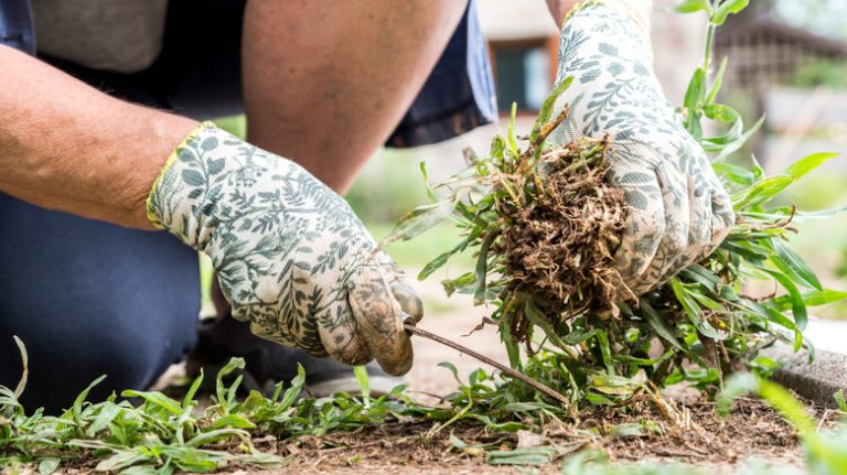 woman cutting weeds in garden